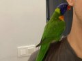 Bilezikli Evcil Kendini Sevdiren Gökkuşağı Lori Papağanı