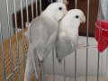 Bir Çift Sevda Papağanı Büyük Kafes ve yavruluk ile Birlikte
