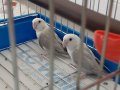 Bir Çift Sevda Papağanı Büyük Kafes ve yavruluk ile Birlikte