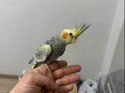 Evcil konuşkan sultan papağanı