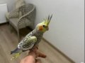 Evcil konuşkan sultan papağanı