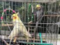 1 çift sultan papağanı