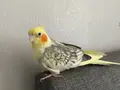 Tam bir muhabbet kuşu:)