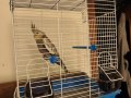2.5 - 3 Aylık Ele Alışkın Erkek Sultan Papağanı Acil Satılık