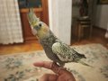 2.5 - 3 Aylık Ele Alışkın Erkek Sultan Papağanı Acil Satılık