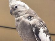 Konuşma Garantili Albina Bebek Sultan Papağanı