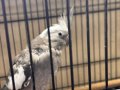Konuşma Garantili Albina Bebek Sultan Papağanı