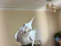 9 AYLIK KONUŞAN ELE ALIŞIK SULTAN PAPAĞANI