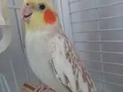 3 aylık erkek