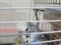 Konuşan erkek muhabbet kuşu - Evcil-