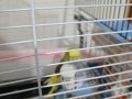 Konuşan erkek muhabbet kuşu - Evcil-