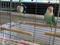 1.5 yaşında sevda papağanı
