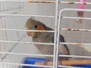Çok hareketli kafesine yabancı bişey attığında geri atıyo:⁠-