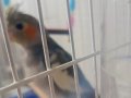 Çok hareketli kafesine yabancı bişey attığında geri atıyo:⁠-