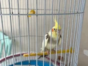 1 yaşında evcil erkek sultan papağanı 