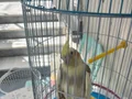 1 yaşında evcil erkek sultan papağanı 