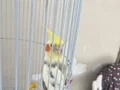 1 yaşında evcil erkek sultan papağanı 