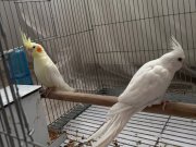 Konuşan birbirine uyumlu çift sultan papağan