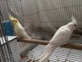 Konuşan birbirine uyumlu çift sultan papağan