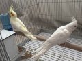 Konuşan birbirine uyumlu çift sultan papağan