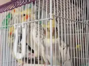 1.5 yaşında üretimlik çift kafesiyle 