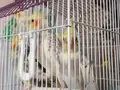 1.5 yaşında üretimlik çift kafesiyle 