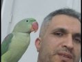 Bir senedir benden atdik bakamadigim icin satiyorum