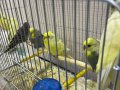 1-2-3 aylık muhabbet kuşları 