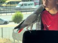 Konuşan evcil kendini  sevdiren  jako