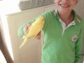 Tam takım anne-baba 5adet (20 günlük) yavru eğitimli konuşan