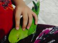 Papağan acil satılık