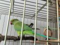 3.5-4 aylık Satılık Pakistan Papağanı
