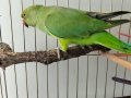 3.5-4 aylık Satılık Pakistan Papağanı
