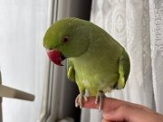 Erkek 9 aylık genç Pakistan papağanı 
