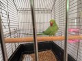 Erkek 9 aylık genç Pakistan papağanı 