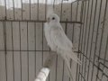  babacik diyor fiyatlar sizden gelsin