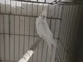  babacik diyor fiyatlar sizden gelsin