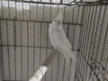  babacik diyor fiyatlar sizden gelsin