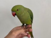 Full evcil Pakistan papağanı 