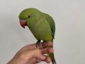 Full evcil Pakistan papağanı 