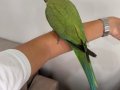 Full evcil Pakistan papağanı 