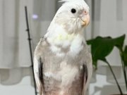 ÖZEL RENKLİ SULTAN PAPAĞANI KAFESİYLE BİRLİKTE