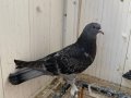 Gök mavi ve antika kara çakmaklı