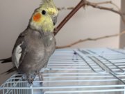 Evcil erkek sultan papağanı 