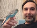 Mavi,  konuşan, ele aliskin, yılışık erkek muhabbet kuşu 