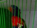 lori papağanı egitime acık belgeli