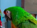 military macaw