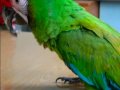military macaw