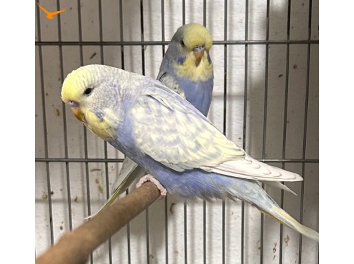 Yavru jumbolar