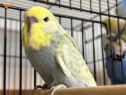 Jumbo muhabbet kuşları 